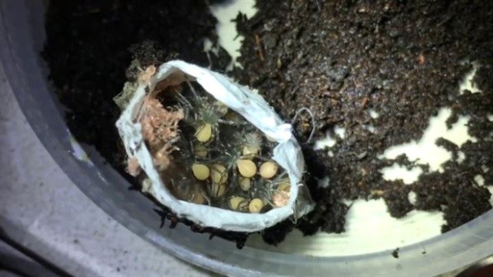 Bulduğu kesenin içindekiler şaşkına çevirdi - 8