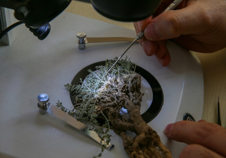 Erzurum'da yeni bir bitki türü bulundu - 1