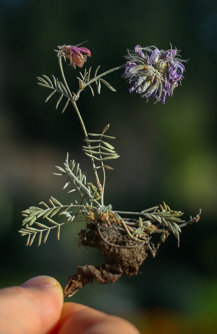 Erzurum'da yeni bir bitki türü bulundu - 2