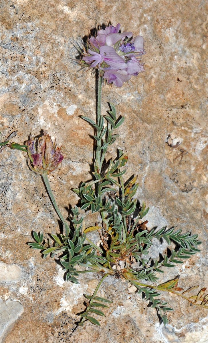 Erzurum'da yeni bir bitki türü bulundu - 3