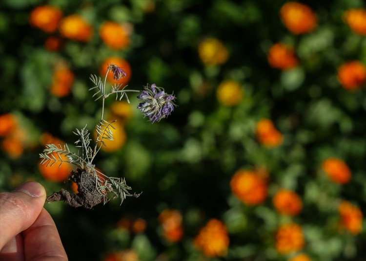 Erzurum'da yeni bir bitki türü bulundu - 4