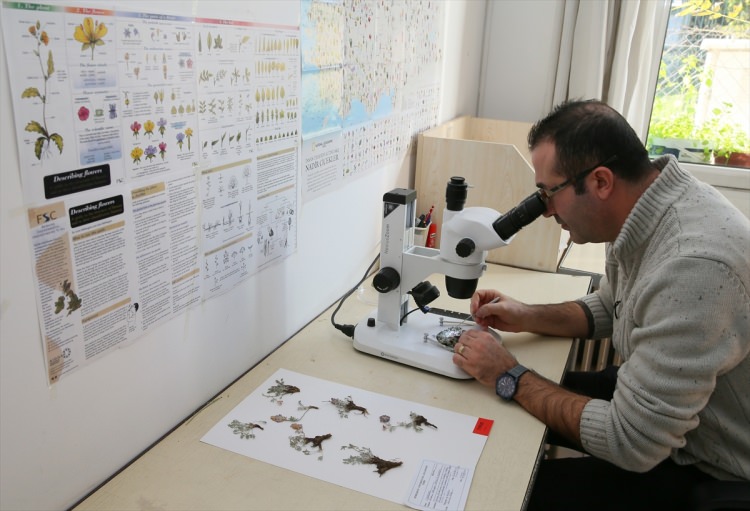 Erzurum'da yeni bir bitki türü bulundu - 7