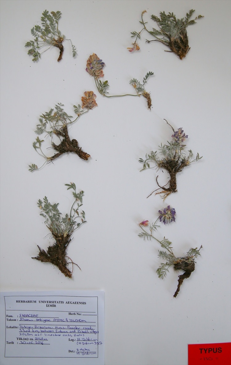 Erzurum'da yeni bir bitki türü bulundu - 8