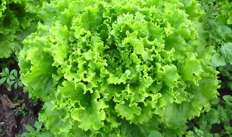 Kıvırcık uykuya dalmayı kolaylaştırıyor - 2