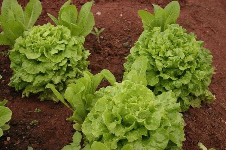 Kıvırcık uykuya dalmayı kolaylaştırıyor - 10