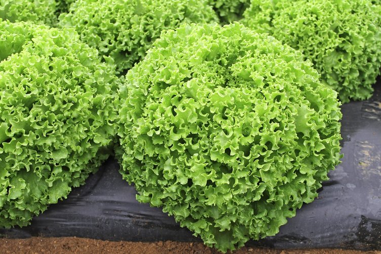 Kıvırcık uykuya dalmayı kolaylaştırıyor - 11