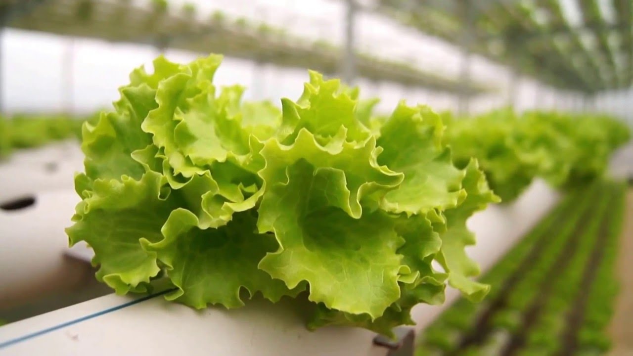 Kıvırcık uykuya dalmayı kolaylaştırıyor - 12