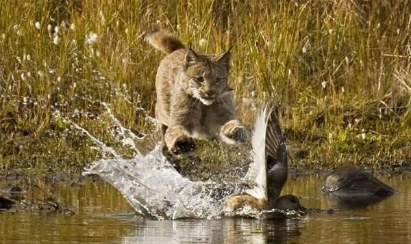 Vahşi kedi avlanırken görüntülendi - 5