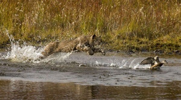 Vahşi kedi avlanırken görüntülendi - 6