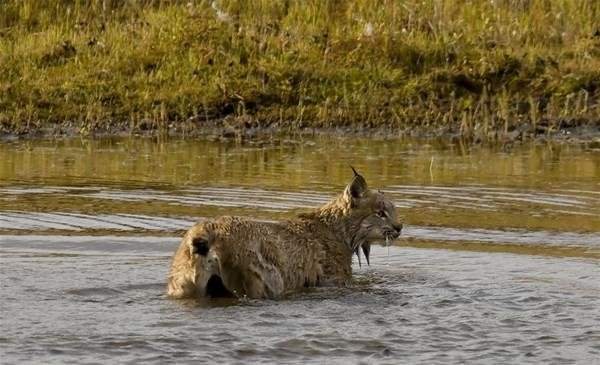 Vahşi kedi avlanırken görüntülendi - 7