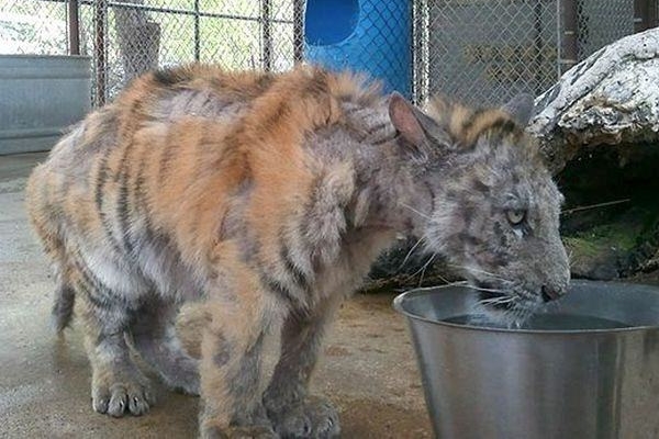 Hasta kaplan bakın nasıl değişti... - 9