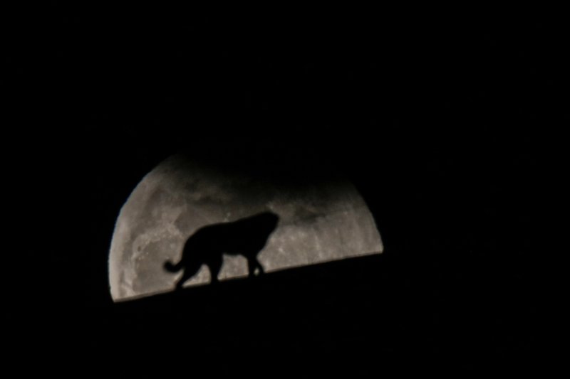 Süper Kanlı Mavi Ay'dan ilk kareler - 0