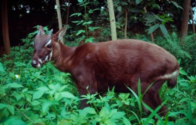 2018 yılında soyu tehlikede olan 10 hayvan - 10