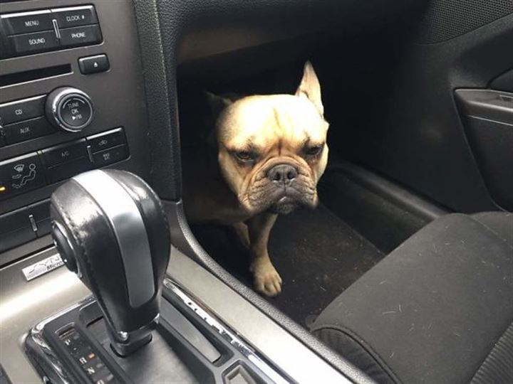 Veterinere giden köpekler gülümsetti - 1