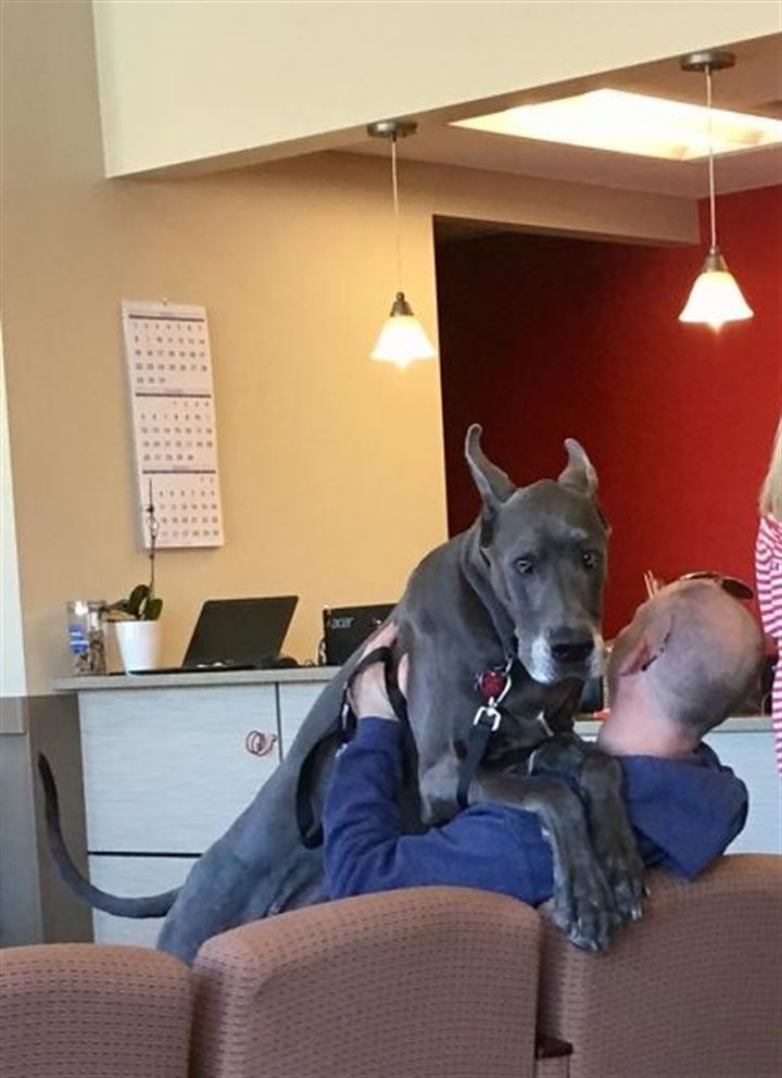 Veterinere giden köpekler gülümsetti - 2