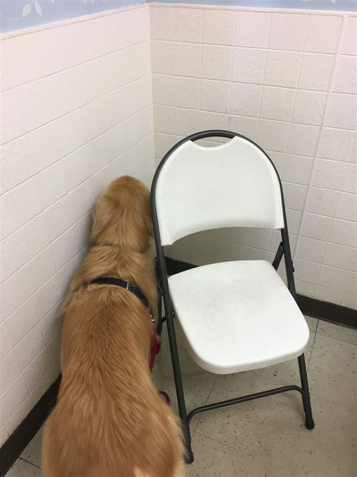 Veterinere giden köpekler gülümsetti - 4