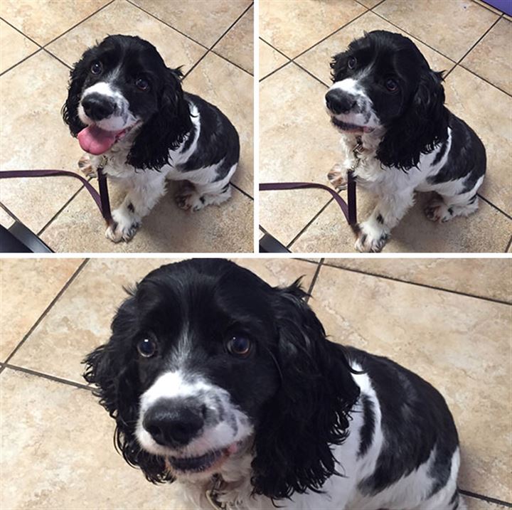 Veterinere giden köpekler gülümsetti - 13