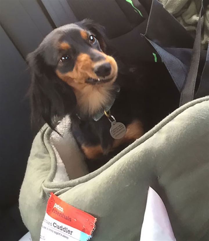 Veterinere giden köpekler gülümsetti - 15