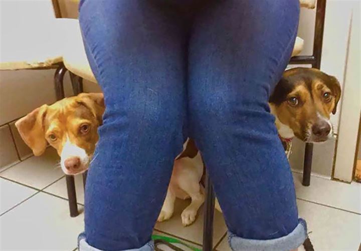 Veterinere giden köpekler gülümsetti - 23