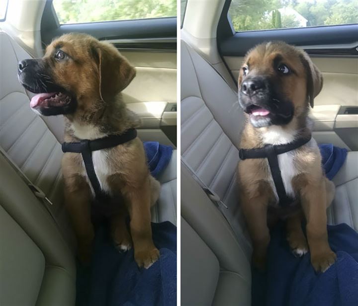 Veterinere giden köpekler gülümsetti - 24