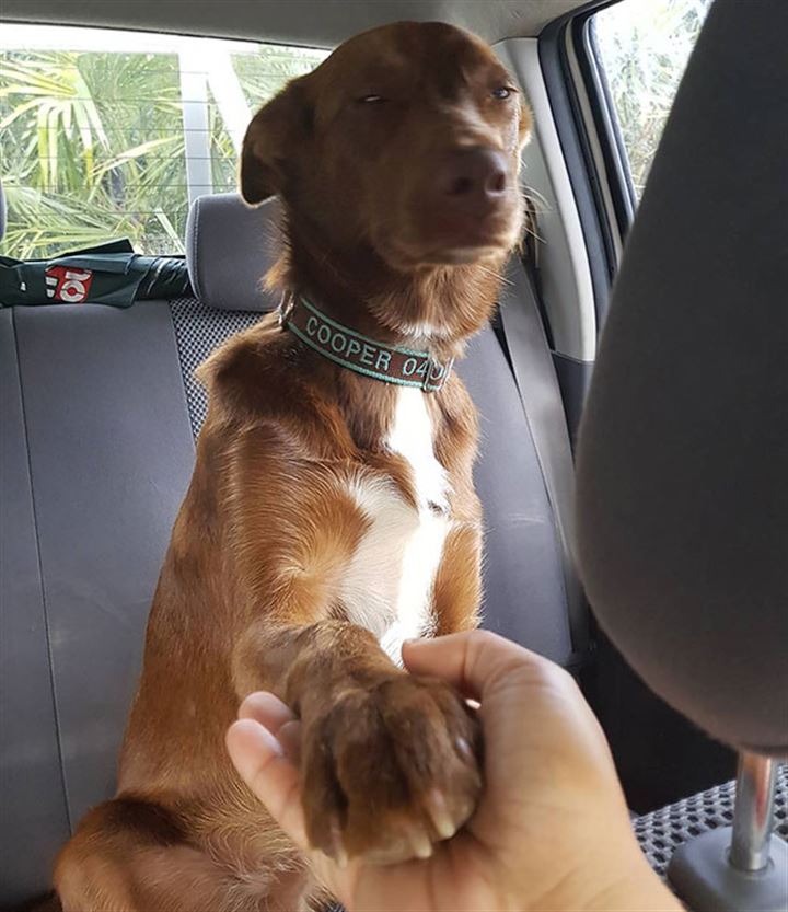 Veterinere giden köpekler gülümsetti - 25