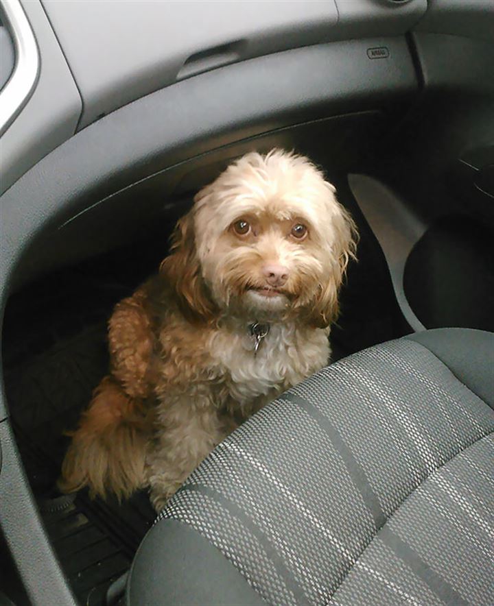 Veterinere giden köpekler gülümsetti - 26