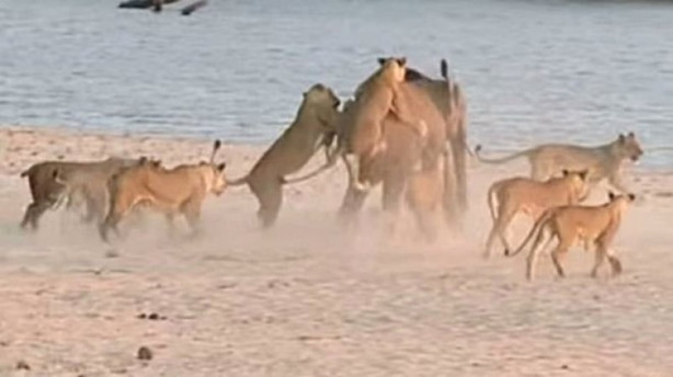 Yavru fil aslan sürüsüne böyle kafa tuttu - 1