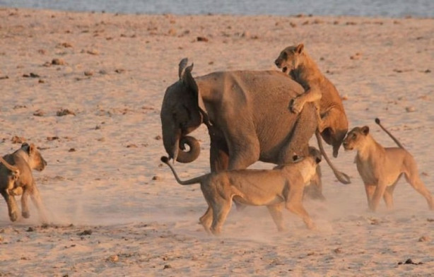 Yavru fil aslan sürüsüne böyle kafa tuttu - 4