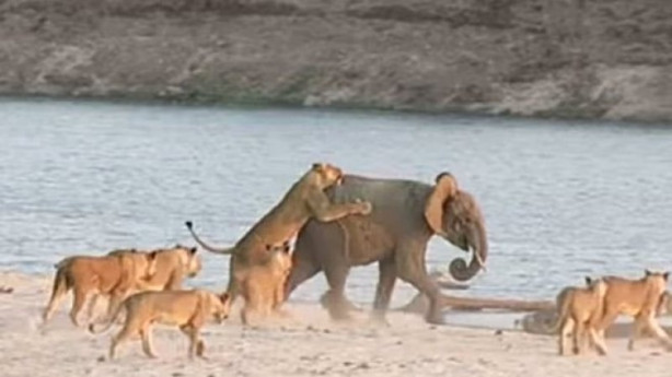 Yavru fil aslan sürüsüne böyle kafa tuttu - 6