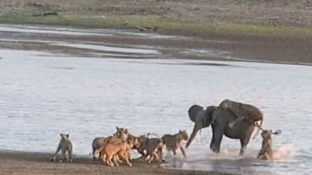 Yavru fil aslan sürüsüne böyle kafa tuttu - 7