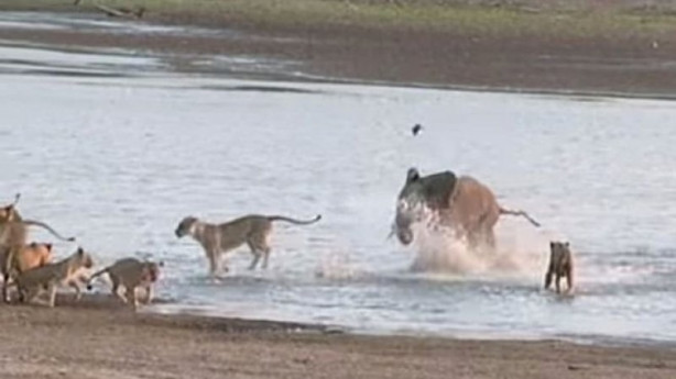 Yavru fil aslan sürüsüne böyle kafa tuttu - 8