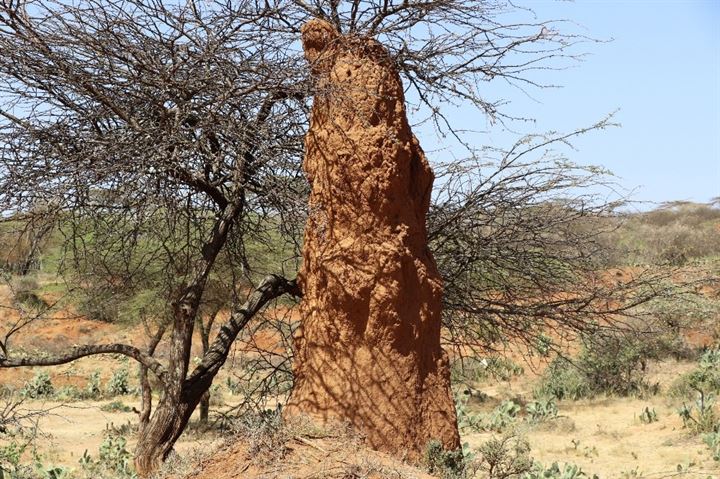 Büyüleyen karınca gökdelenleri - 6