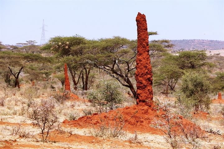 Büyüleyen karınca gökdelenleri - 7