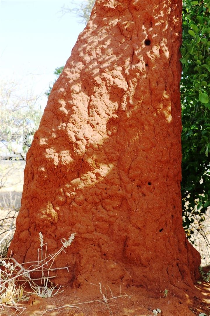 Büyüleyen karınca gökdelenleri - 8