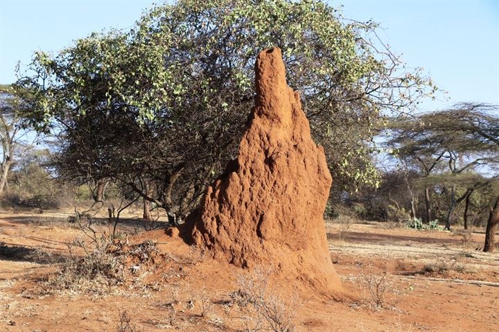Büyüleyen karınca gökdelenleri - 9