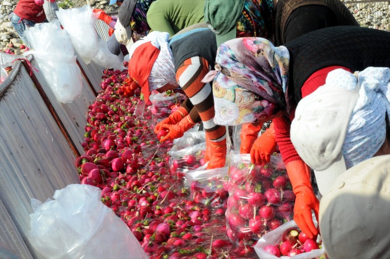 Soğuk suda ekmek mücadelesi - 5