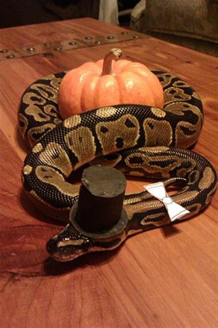 Korkunç gerçek veterinerde ortaya çıktı! - 1