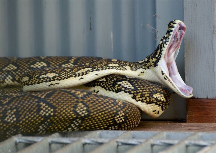 Korkunç gerçek veterinerde ortaya çıktı! - 2