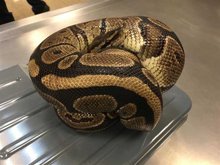 Korkunç gerçek veterinerde ortaya çıktı! - 4