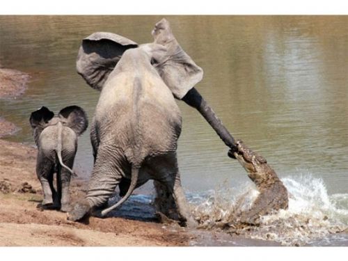 Yavru fil annesini timsahtan böyle kurtardı - 2