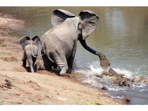 Yavru fil annesini timsahtan böyle kurtardı - 3