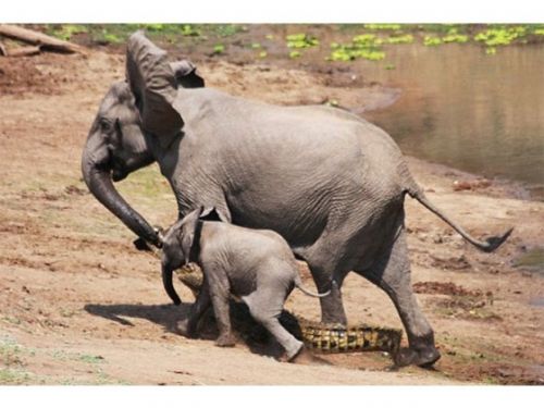 Yavru fil annesini timsahtan böyle kurtardı - 4