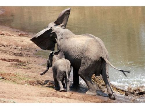 Yavru fil annesini timsahtan böyle kurtardı - 6