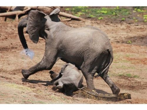 Yavru fil annesini timsahtan böyle kurtardı - 7