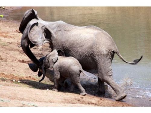 Yavru fil annesini timsahtan böyle kurtardı - 8