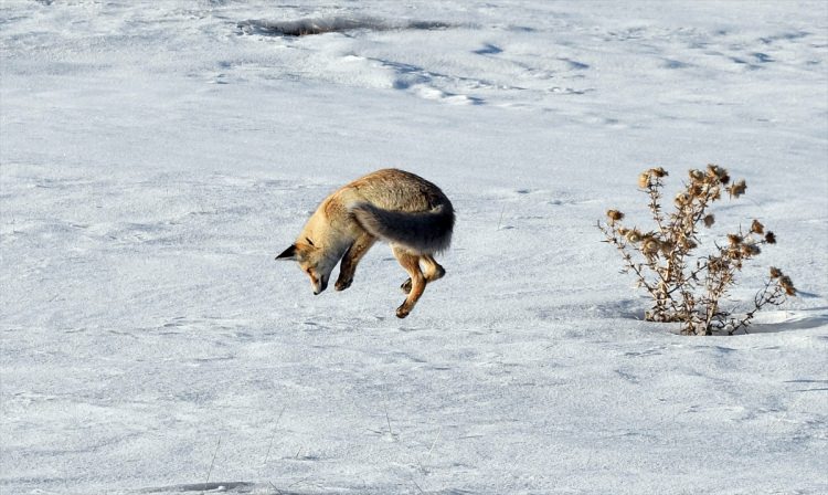 Aç kalan tilki fare avında - 3