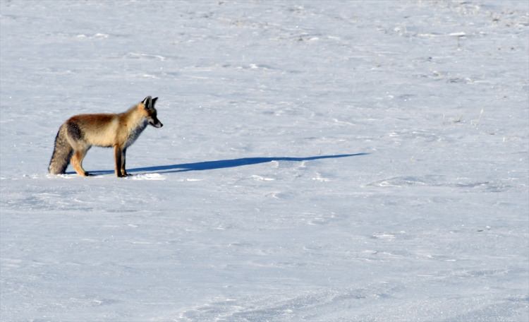 Aç kalan tilki fare avında - 4