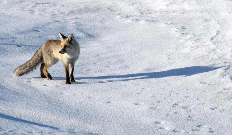 Aç kalan tilki fare avında - 6