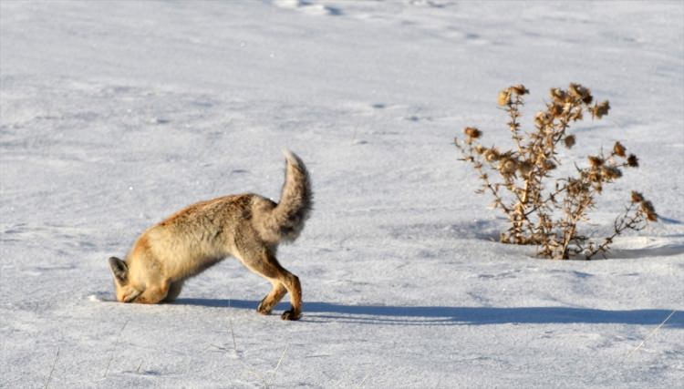 Aç kalan tilki fare avında - 7