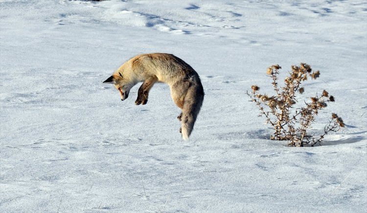 Aç kalan tilki fare avında - 8
